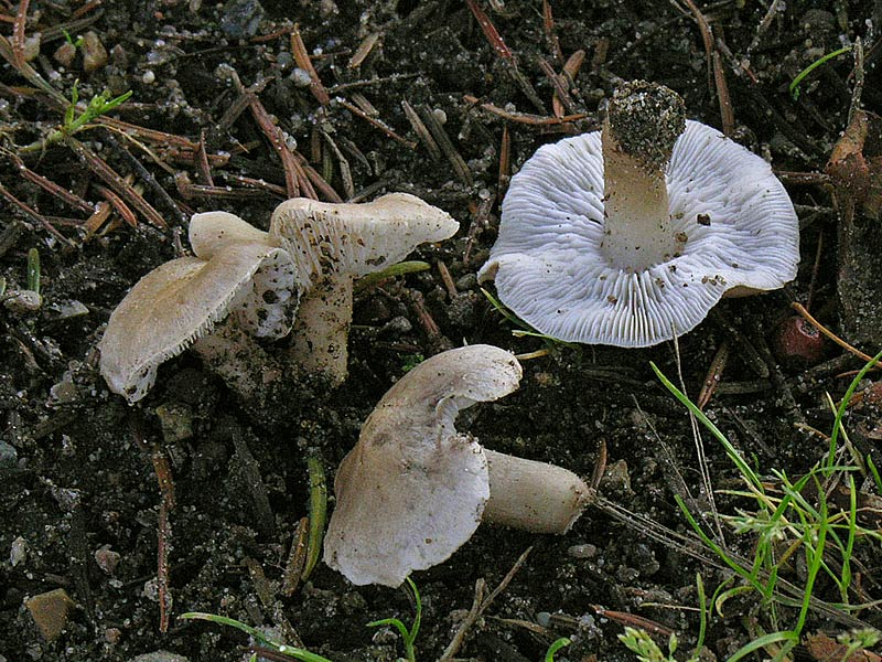 Muse-Ridderhat (Tricholoma myomyces)