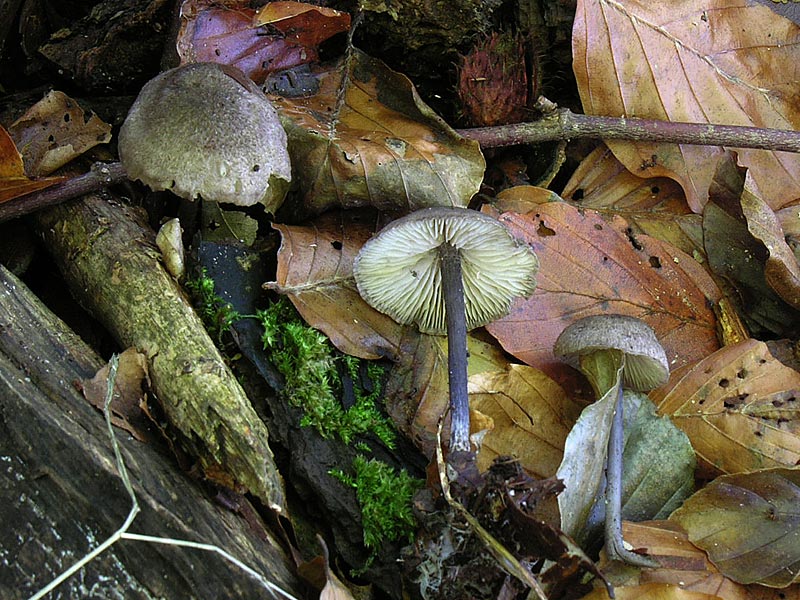 Bøge-Rødblad (Entoloma placidum)