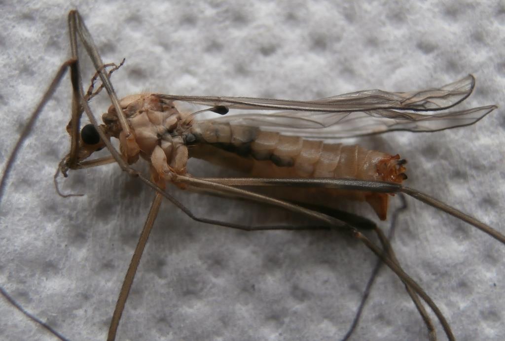 Tipula variicornis (Tipula variicornis)