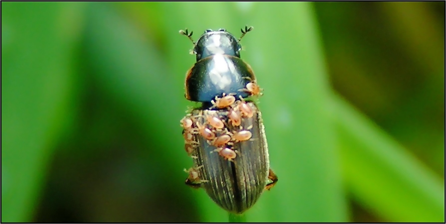 Melinopterus consputus (Melinopterus consputus)