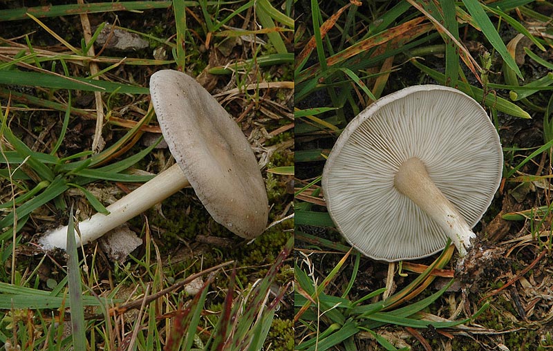 Gusten Munkehat (Melanoleuca exscissa var. Exscissa)
