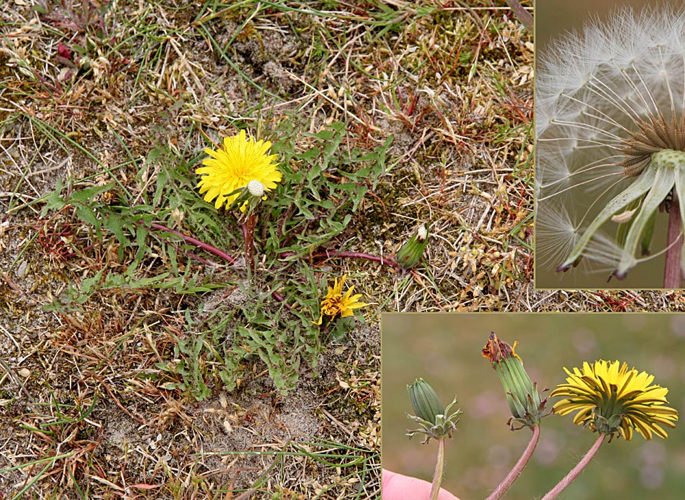 Laset Sandmælkebøtte (Taraxacum tortilobum)