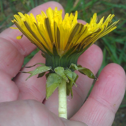 Hülphers´ Vejmælkebøtte (Taraxacum huelphersianum)