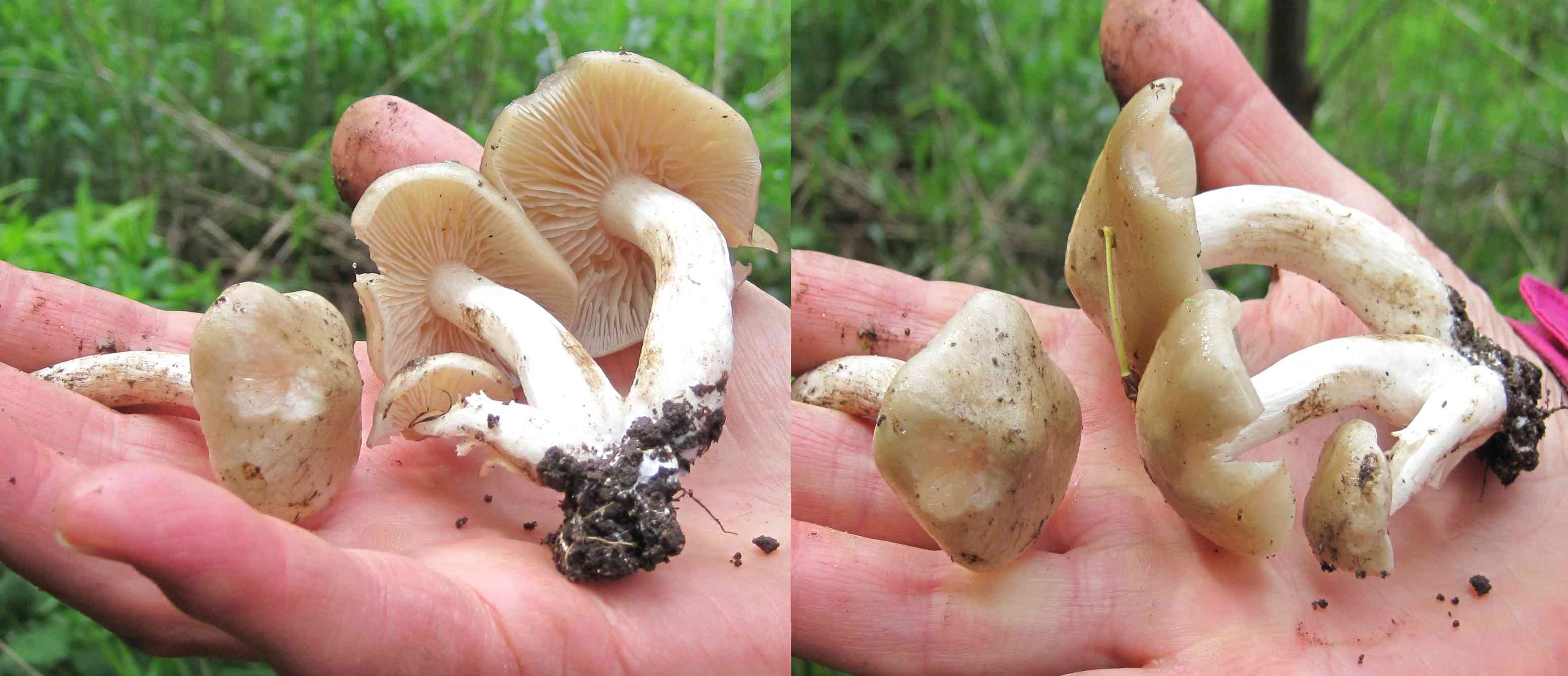 Slåen-Rødblad (Entoloma sepium)