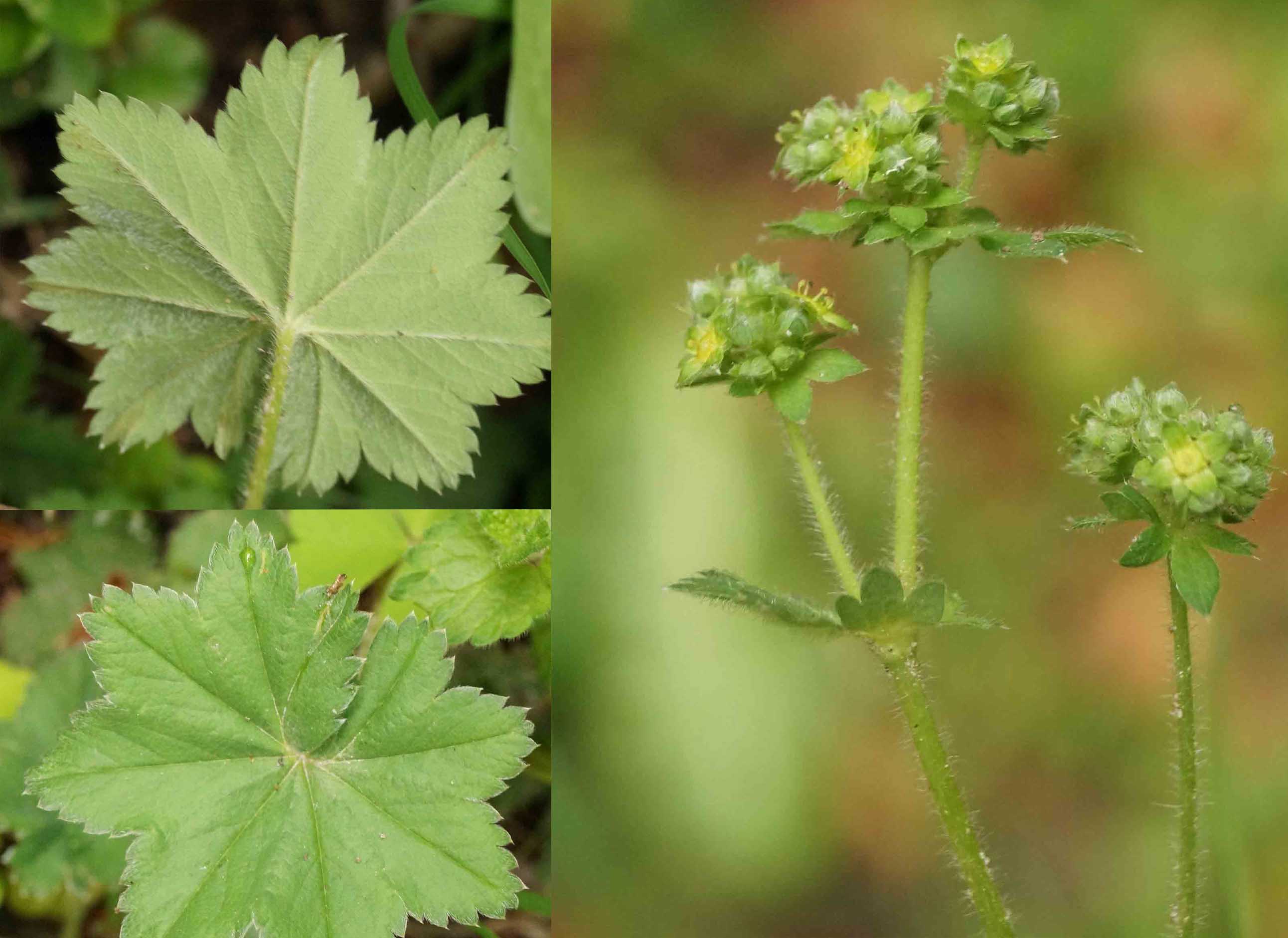Blågrøn Løvefod (Alchemilla glaucescens)