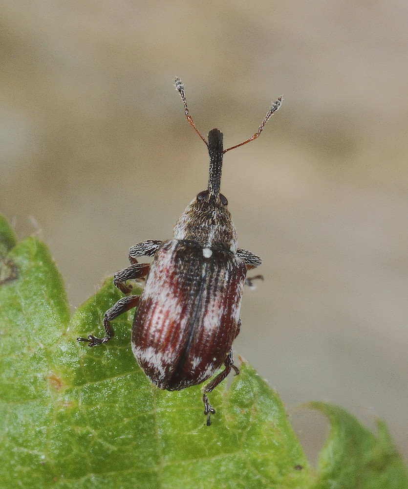 Anthonomus sorbi (Anthonomus sorbi)