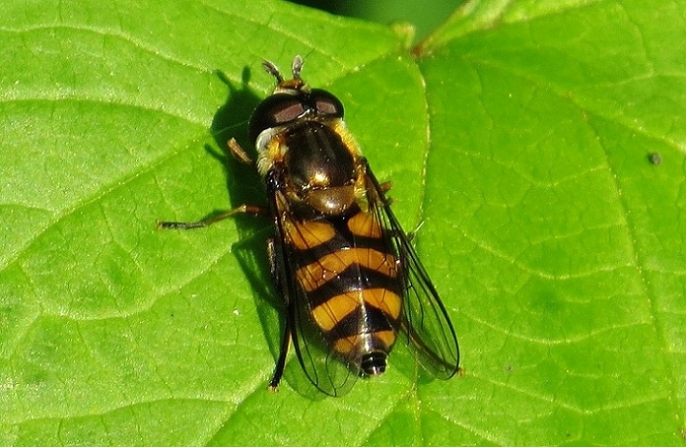 Mørk Buesvirreflue (Didea intermedia)