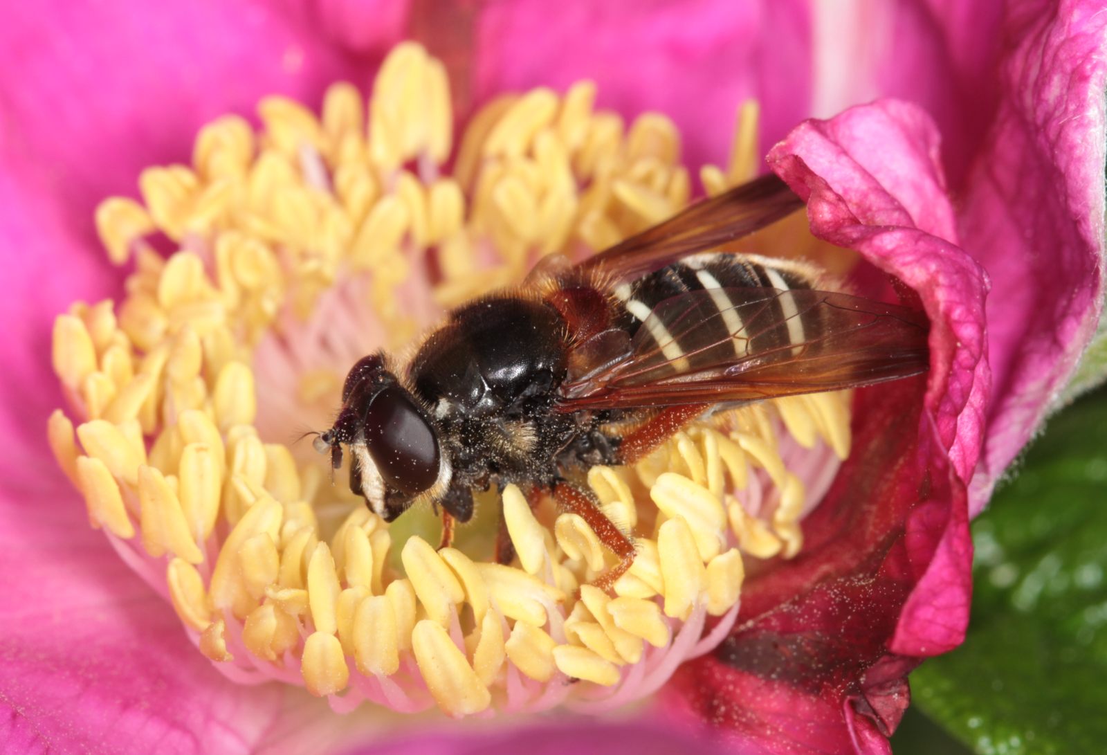 Tidlig Silkesvirreflue (Sericomyia lappona)