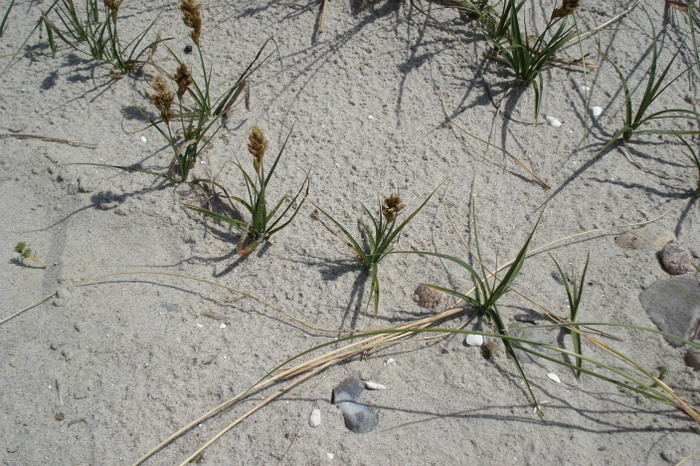 Sand Star Observation Nb 1241403 Naturbasen