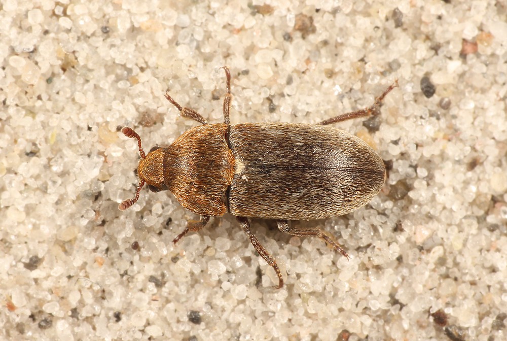 Dermestes gyllenhalii (Dermestes gyllenhalii)