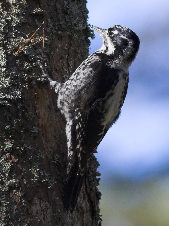 Tretået Spætte (Picoides tridactylus)