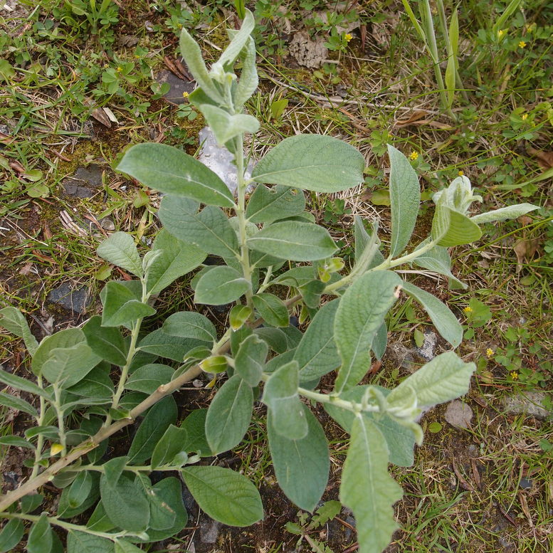 Selje-Pil x Grå-Pil (Salix x reichardtii)