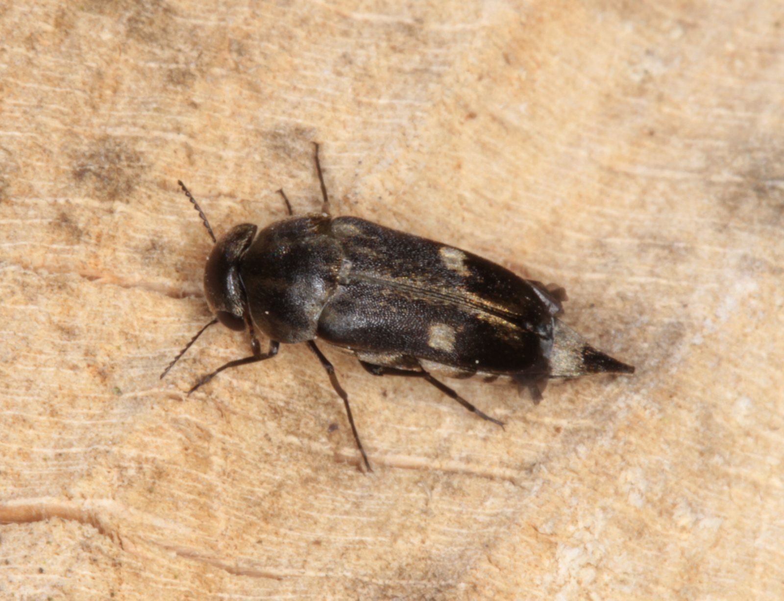 Toplettet Brodbille (Tomoxia bucephala)