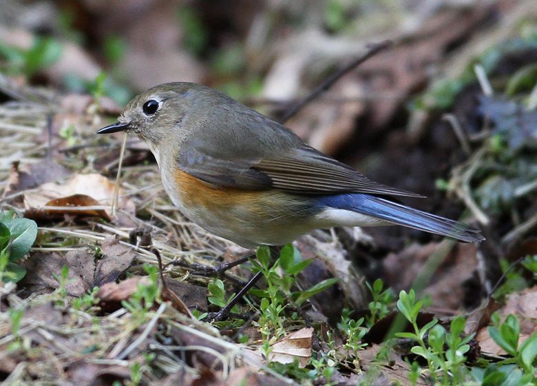 Blåstjert (Tarsiger cyanurus)