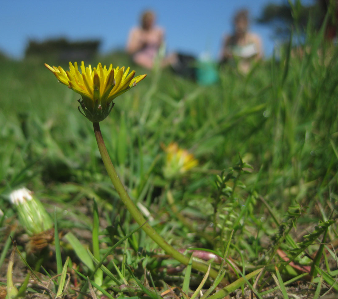 Mælkebøtte, sekt. Dværgmælkebøtter (Taraxacum sect. Obliqua)