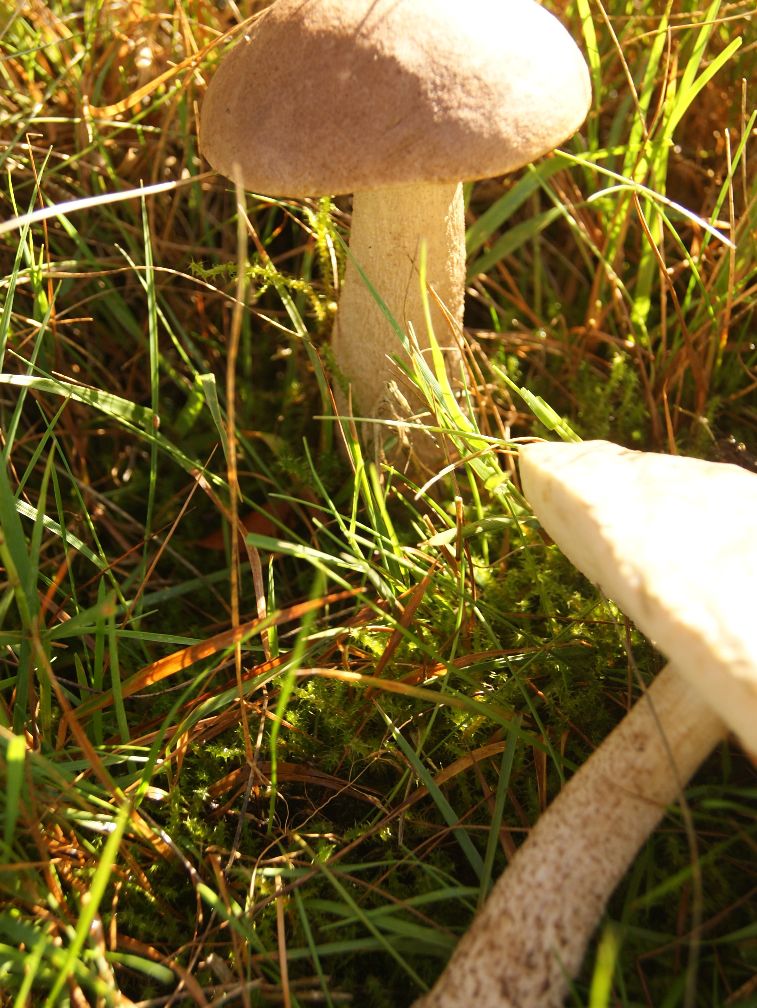 Smalsporet Skælrørhat (Leccinum schistophilum)