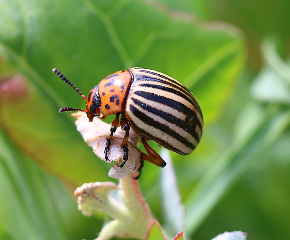 Coloradobille (Leptinotarsa decemlineata)
