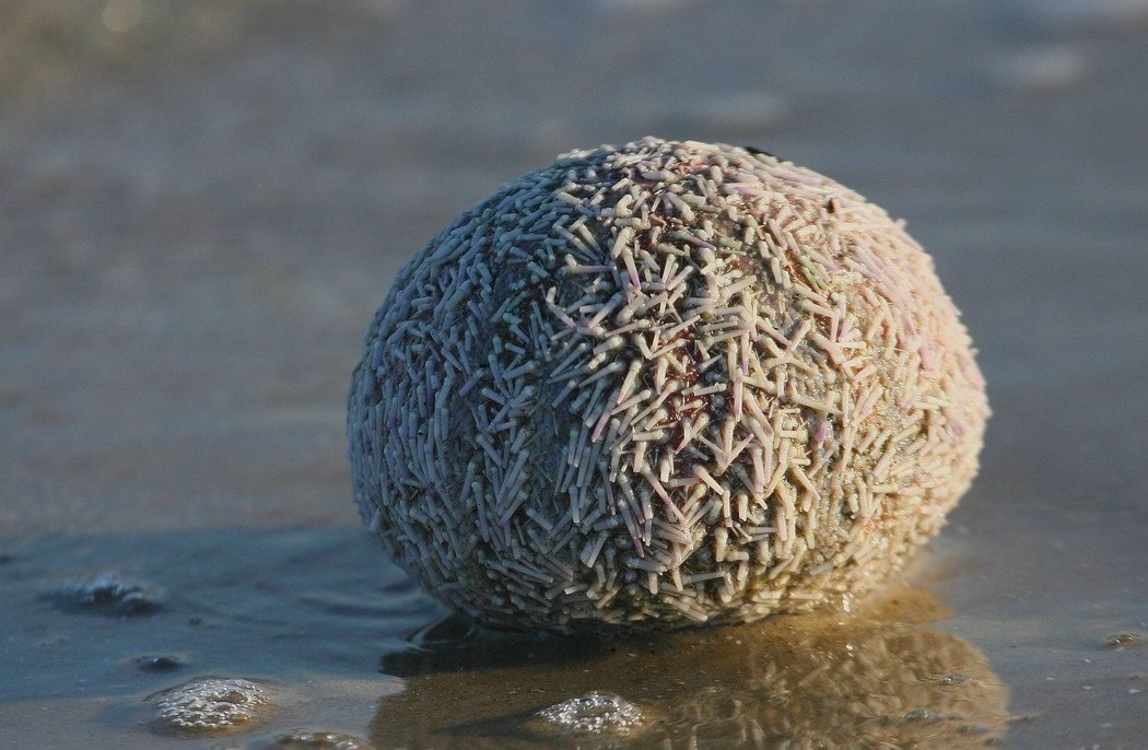Stort Søpindsvin (Echinus esculentus)