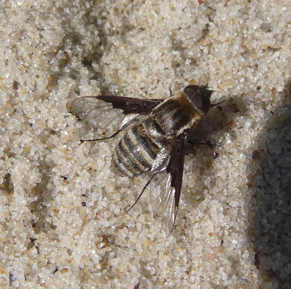 Exhyalanthrax afer (Exhyalanthrax afer)