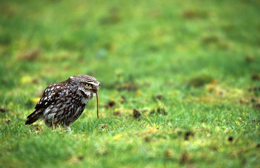 Kirkeugle (Athene noctua)