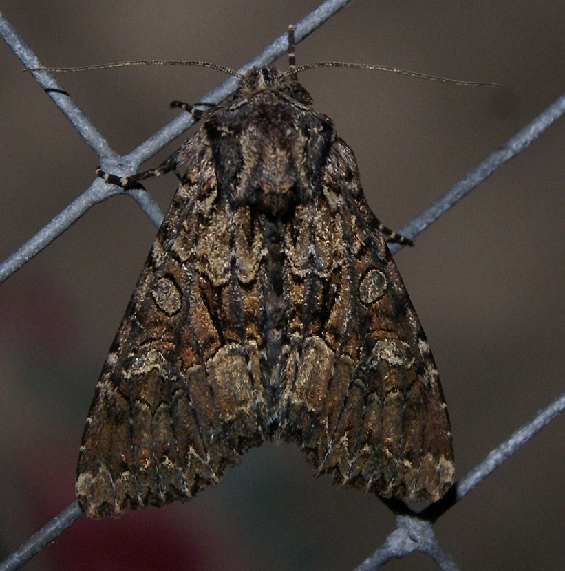 Juni-Mosugle (Mniotype adusta)