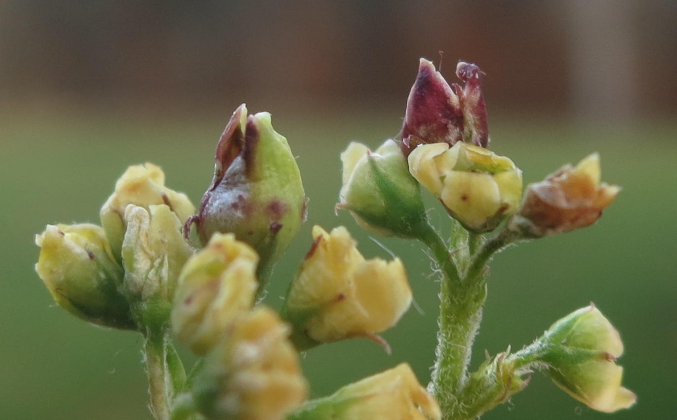 Contarinia vincetoxici (Contarinia vincetoxici)
