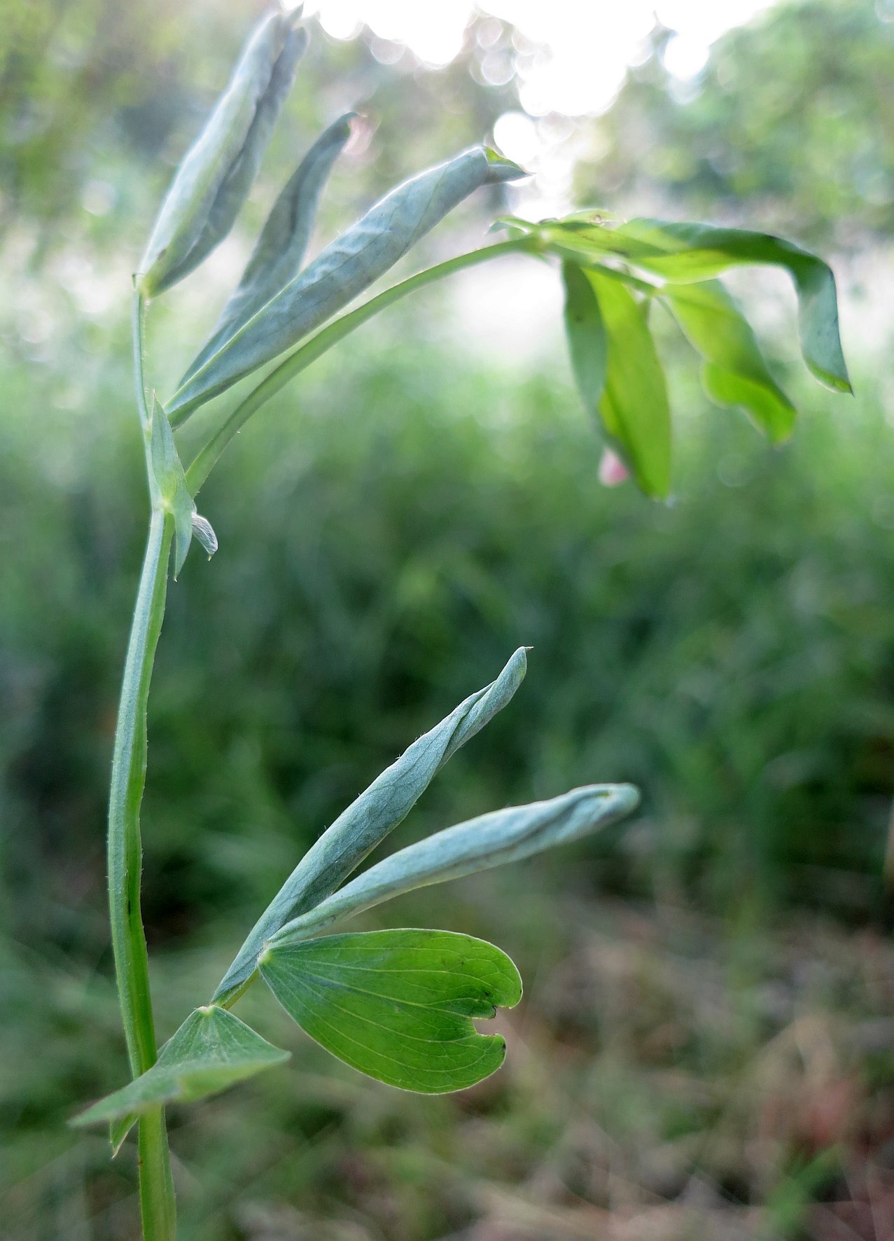 Lathyromyza schlechtendali (Lathyromyza schlechtendali)