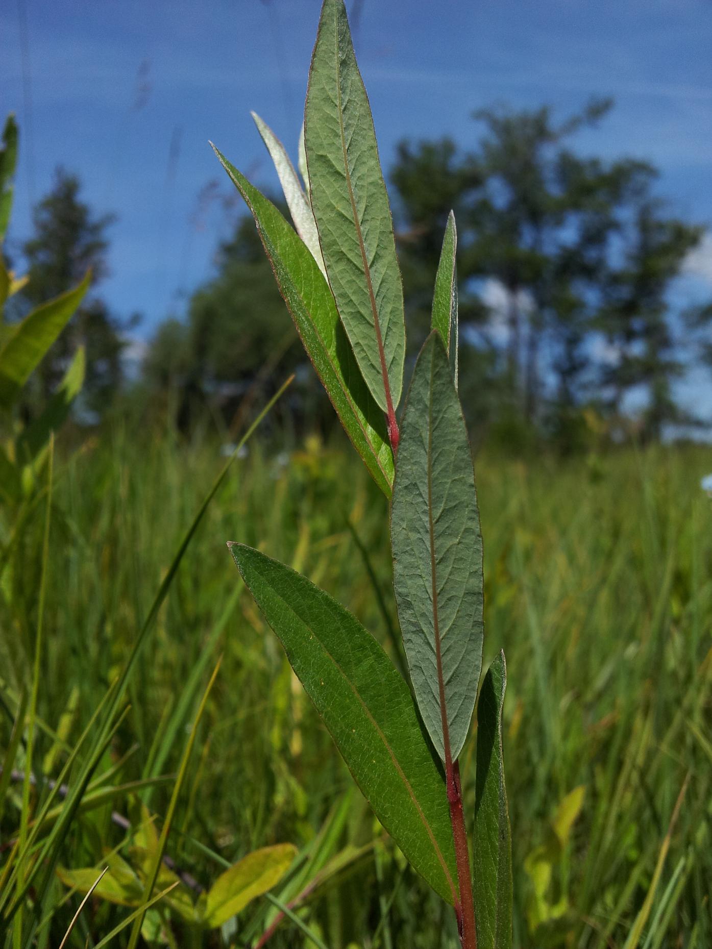 Rosmarin-Pil (Salix repens ssp. rosmarinifolia) - Naturbasen