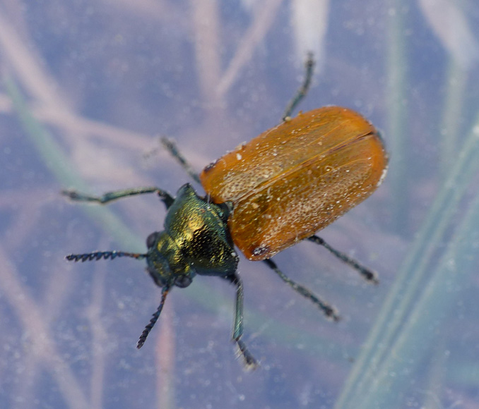 Lille Langben (Labidostomis longimana)