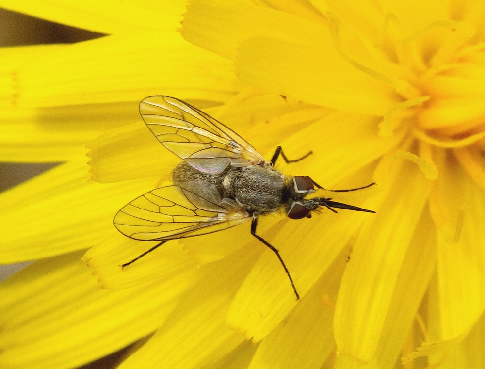 Phthiria pulicaria (Phthiria pulicaria)