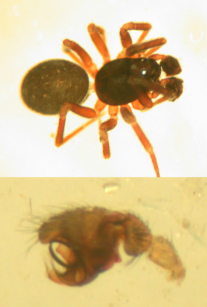 Evansia merens (Evansia merens)