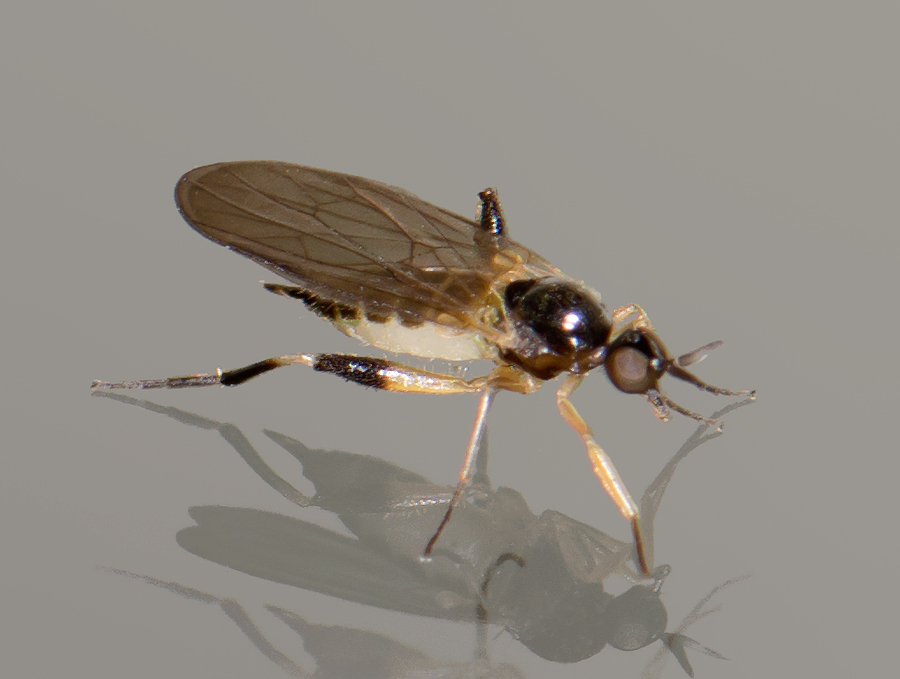 Oedalea stigmatella (Oedalea stigmatella)