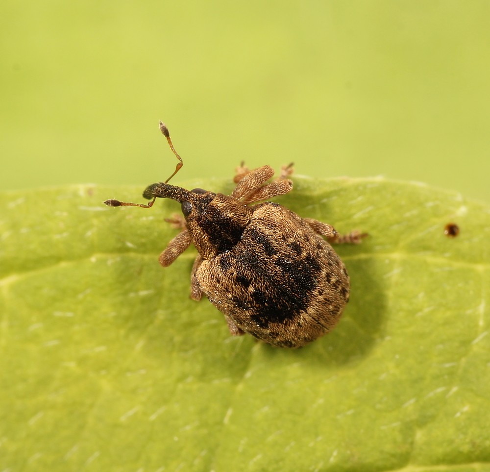 Askesnudebille (Stereonychus fraxini)