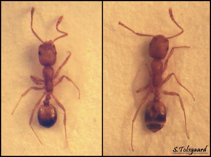 Faraomyre (Monomorium pharaonis)