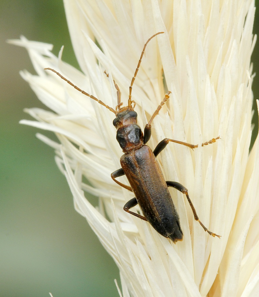 Bolværksbille (Nacerdes melanura)