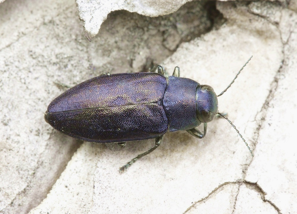 Fyrrepragtbille (Melanophila cyanea)