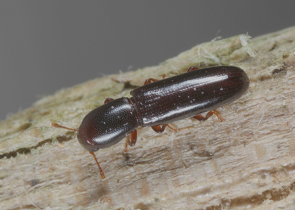 Lille Cylinderbille (Teredus cylindricus)