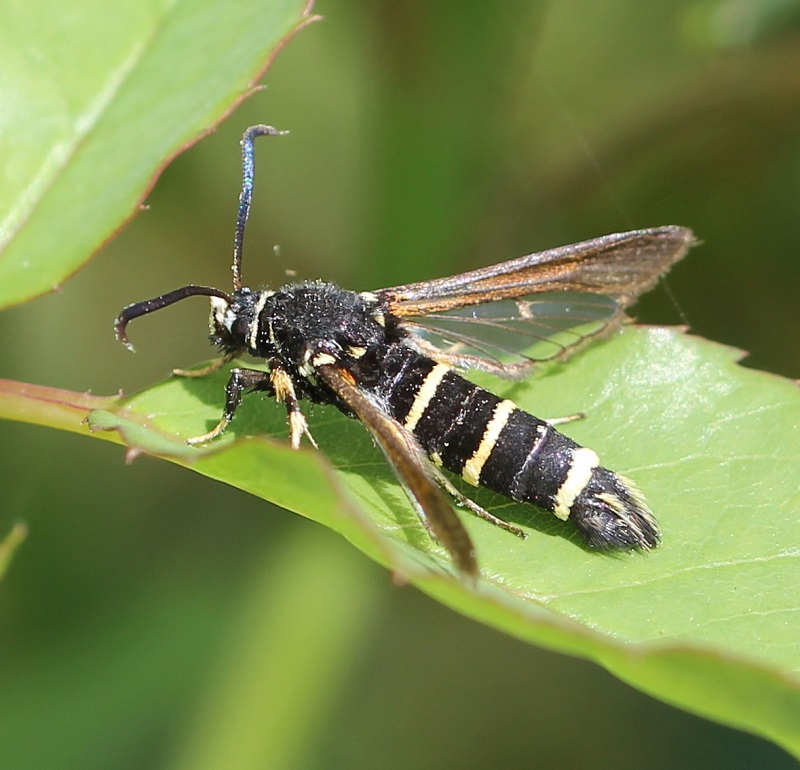 Sort Glassværmer (Paranthrene tabaniformis)