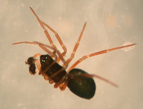 Diplocephalus permixtus (Diplocephalus permixtus)