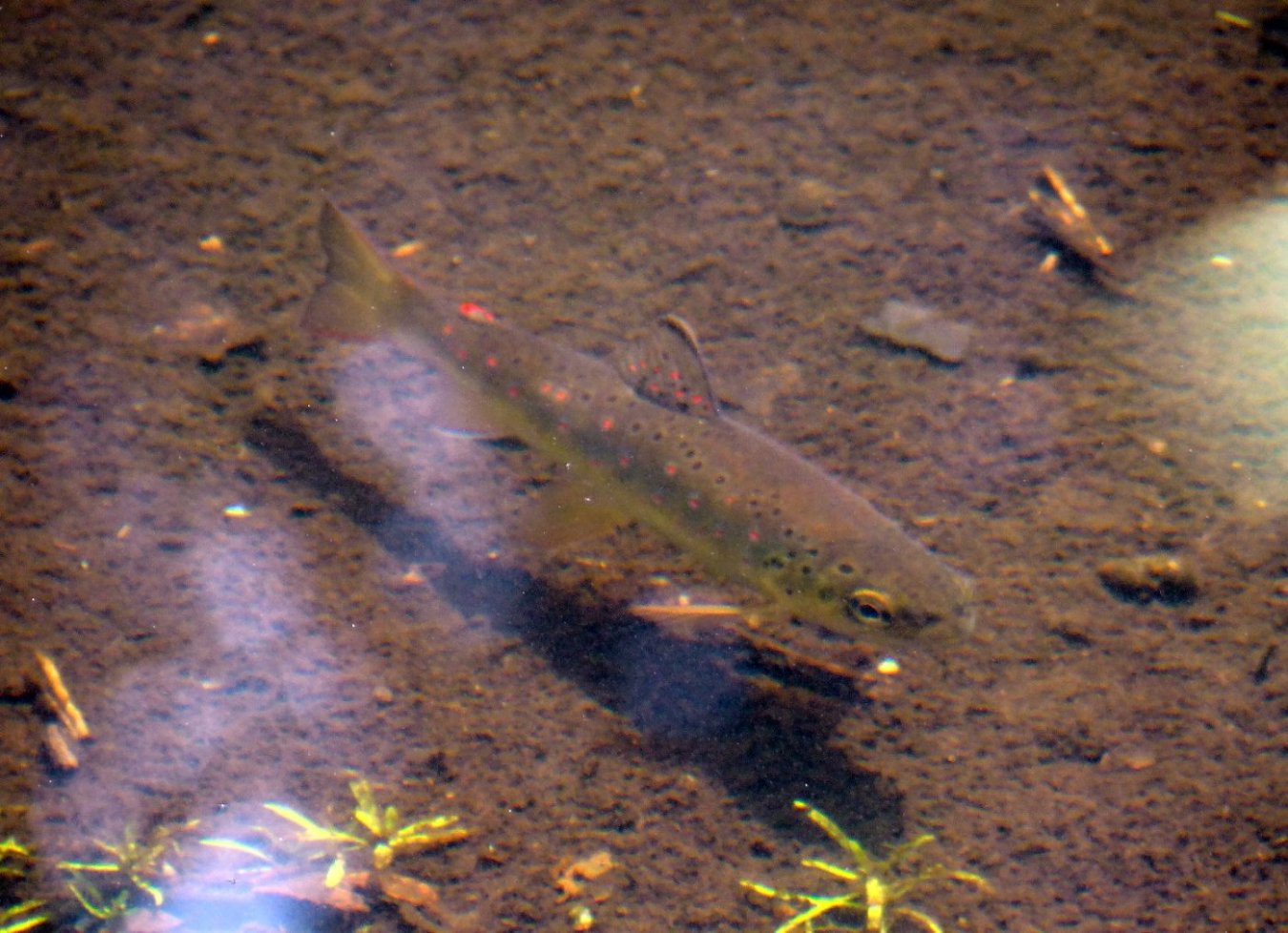 Bækørred (Salmo trutta fario)