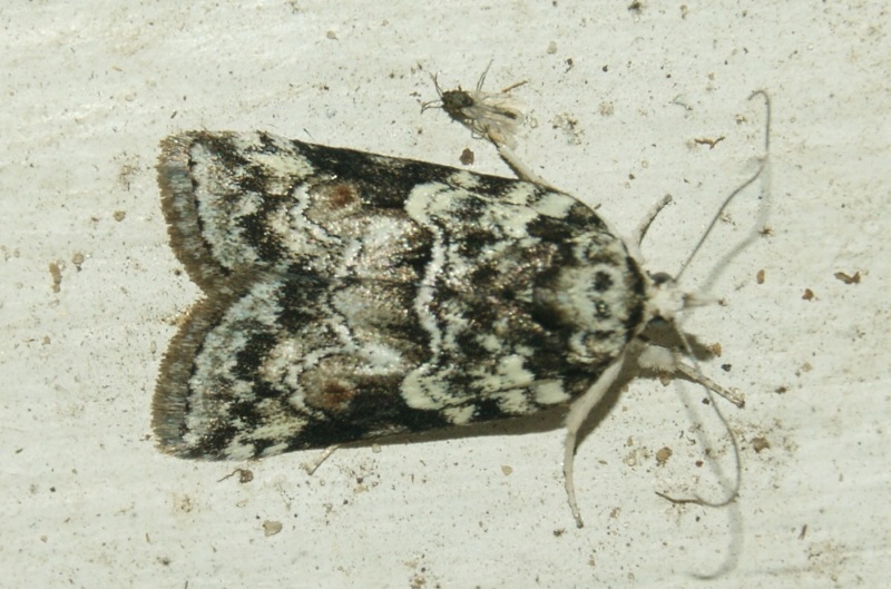Pileskulderdværg (Nycteola degenerana)