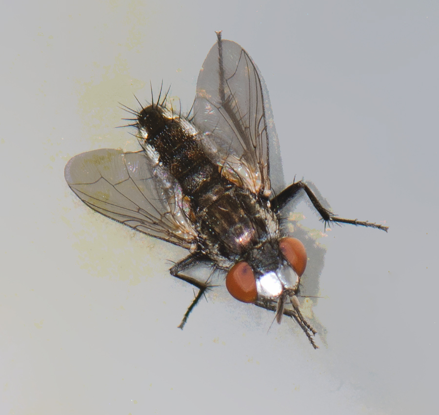 Arter der begynder med 'Aphodius' - Naturbasen