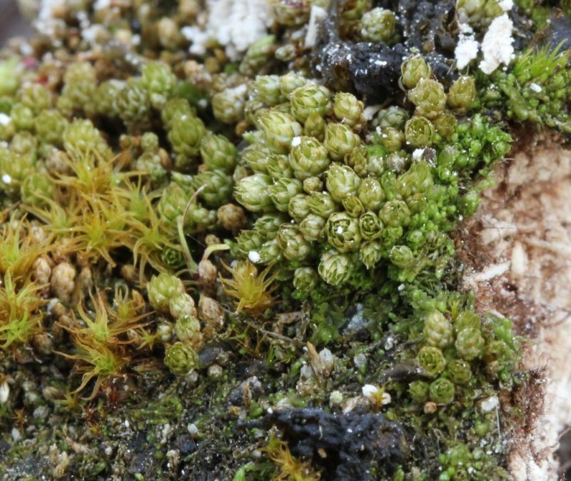 Løgformet Bryum (Bryum funckii)