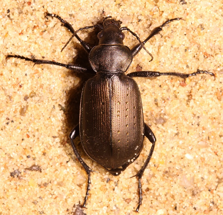 Strandpupperøver (Calosoma auropunctatum)