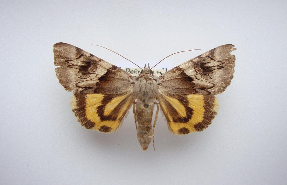 Gult Ordensbånd (Catocala fulminea)