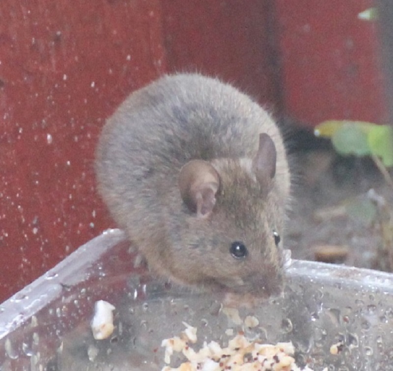 Mørk Husmus (Mus musculus domesticus)