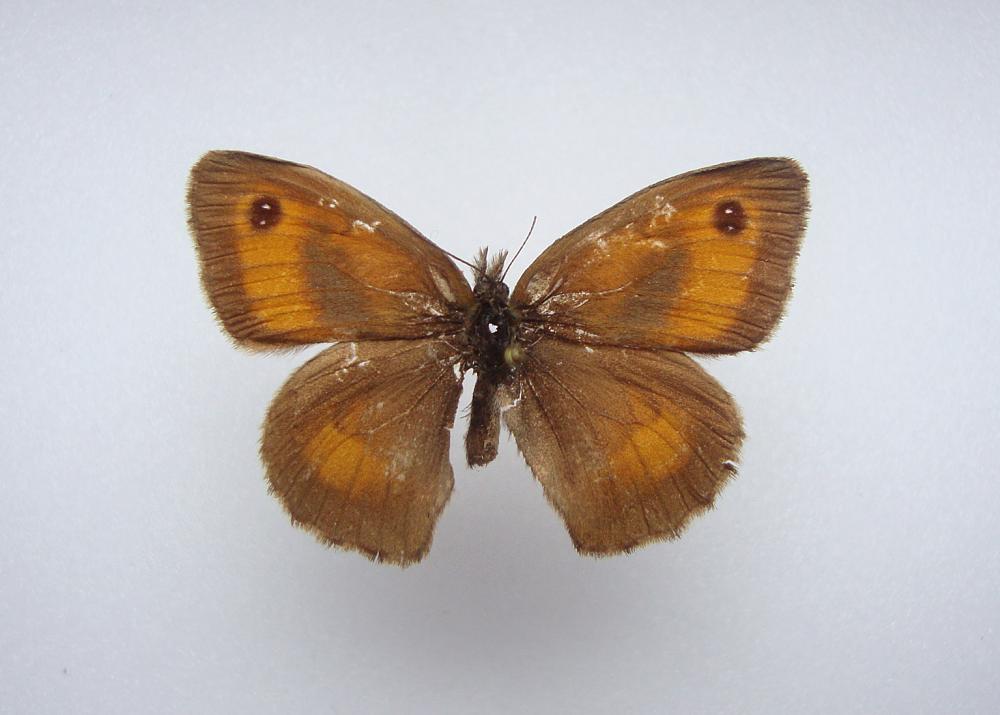 Buskrandøje (Pyronia tithonus)