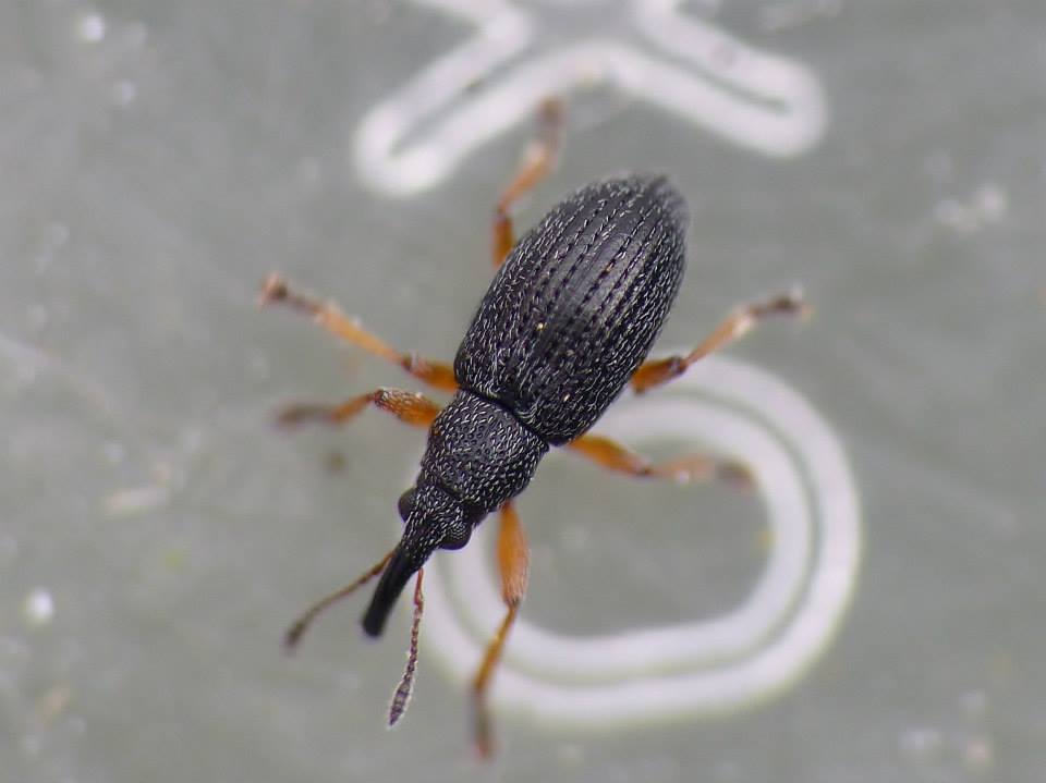 Apion pallipes (Apion pallipes)