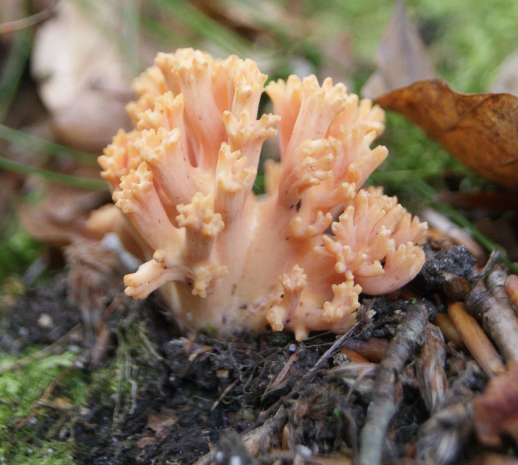 Abrikos-Koralsvamp (Ramaria fagetorum)