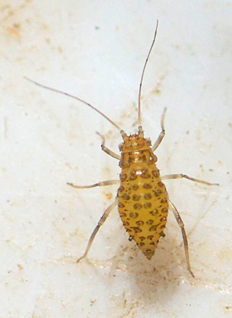 Therioaphis sp. (Therioaphis sp.)